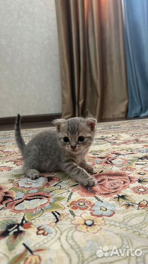 Котята бесплатно