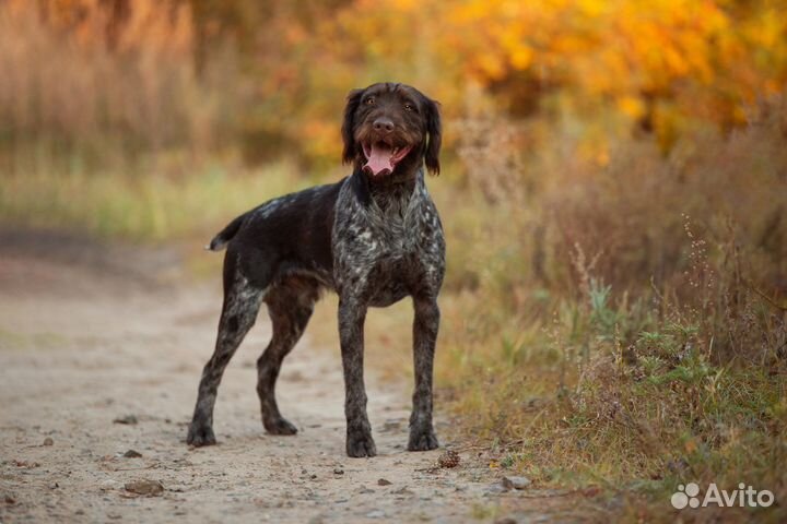 Немецкий дратхаар вязка