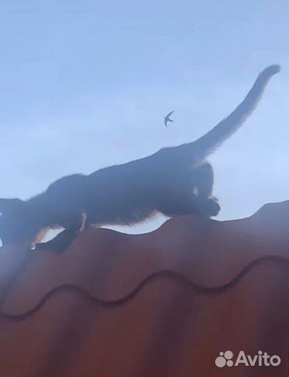 Котенку с крыши нужна помощь и семья