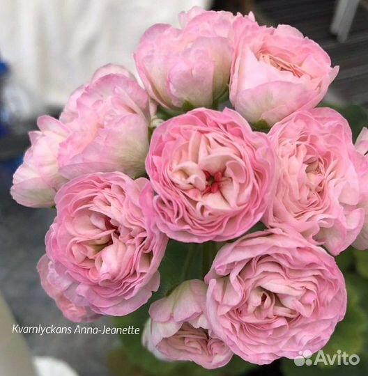 Пеларгония сортовая