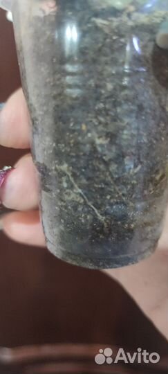 Марниера (Marniera chrysocardium)