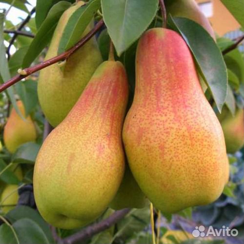 Груша. Саженцы