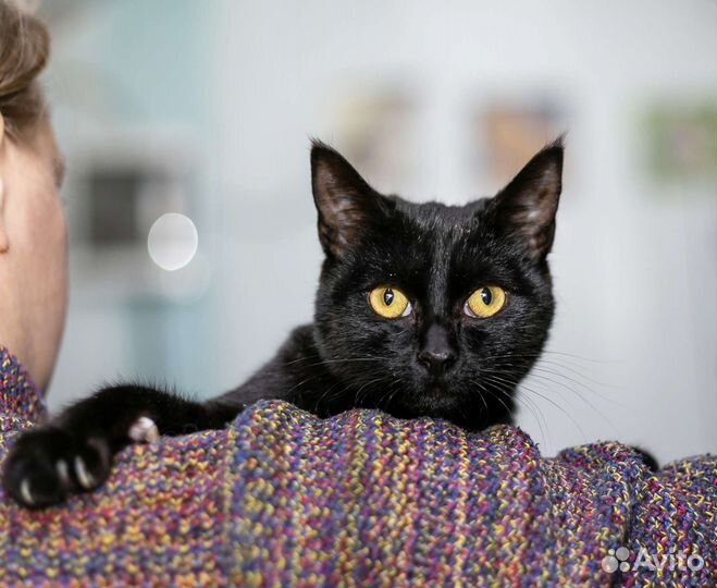 Черная Кошка По имени Салли