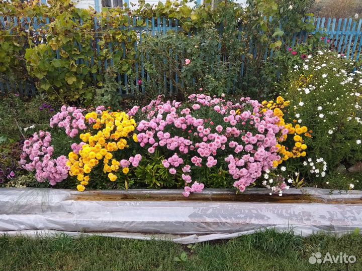 Хризантемы многолетней отростки