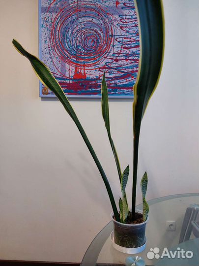 Сансевиерия лауренти