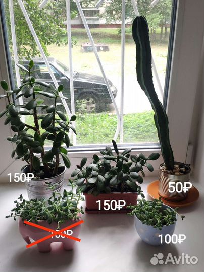 Суккуленты