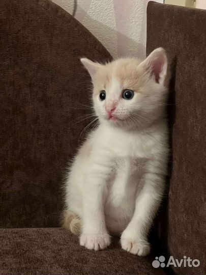 Котятенок в добрые руки