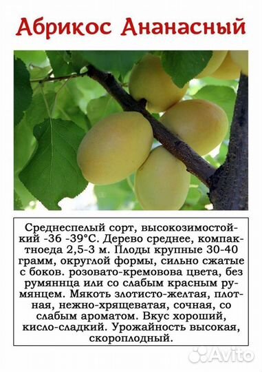 Саженцы абрикоса