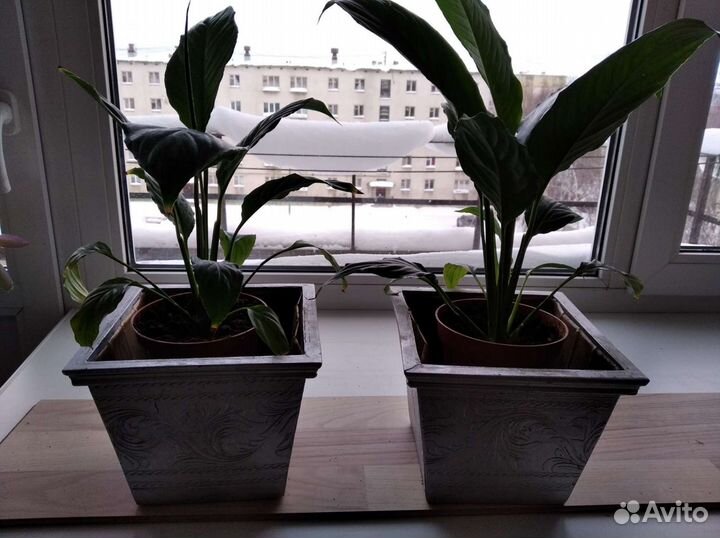 Кашпо для цветов