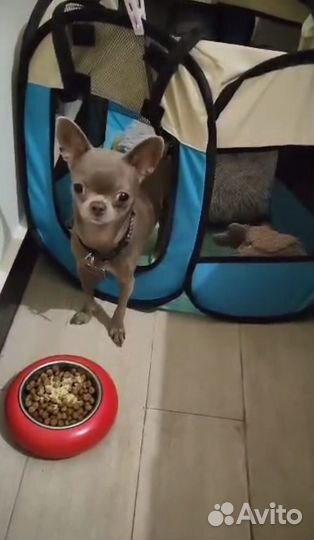 Зоогостинца Домашняя передержка животных