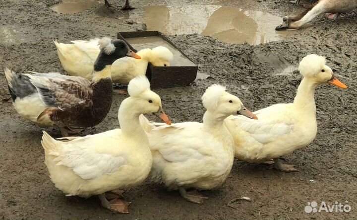 Утки хохлатые башкирские