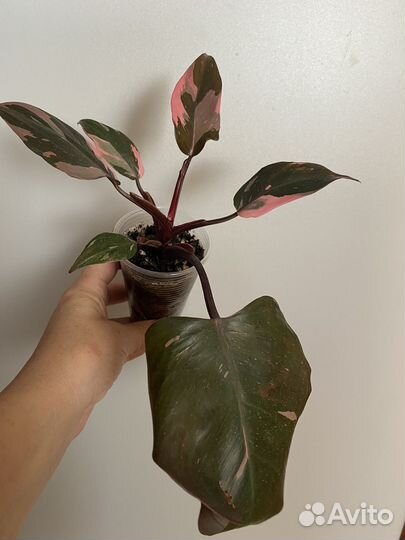 Филодендрон розовая принцесса