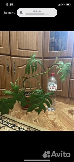 Филодендрон Элеганс лучистый