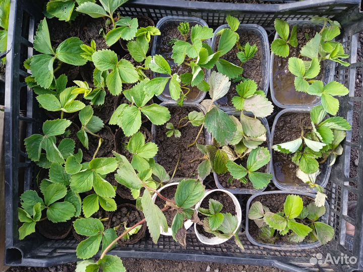 Рассада ремонтантной клубники