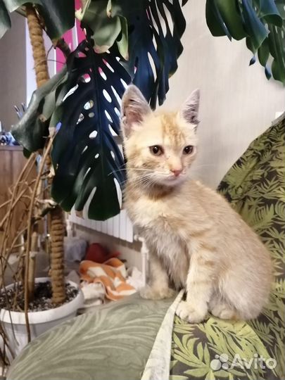 Котенок в дар бесплатно