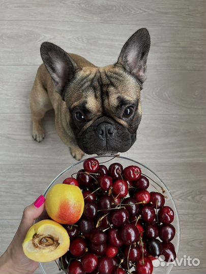 Французский бульдог