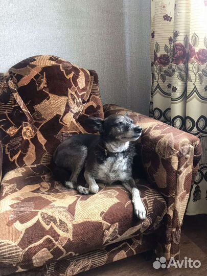 Отдам собаку