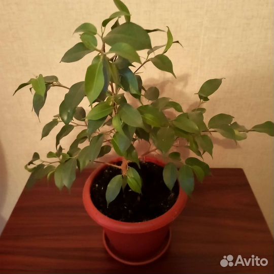 Фикус бенджамина