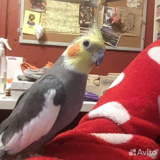 Корелла самец с клеткой