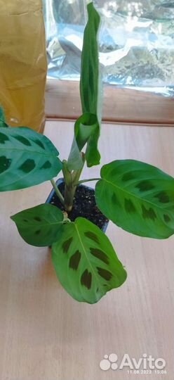 Маранта керховена