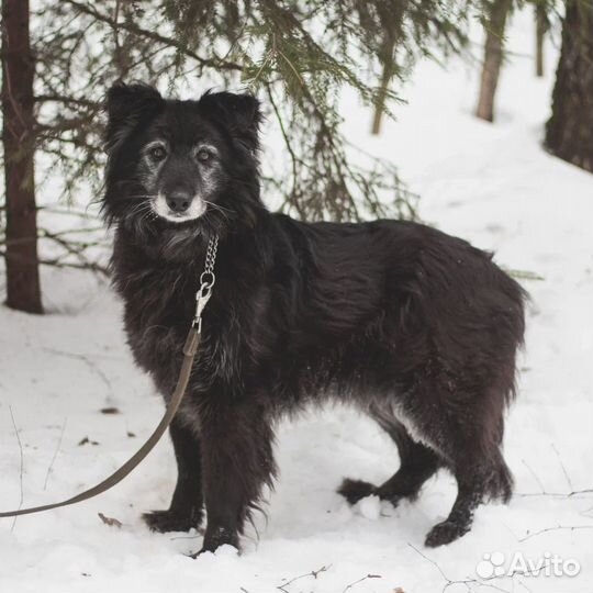 Пума всё еще в приюте