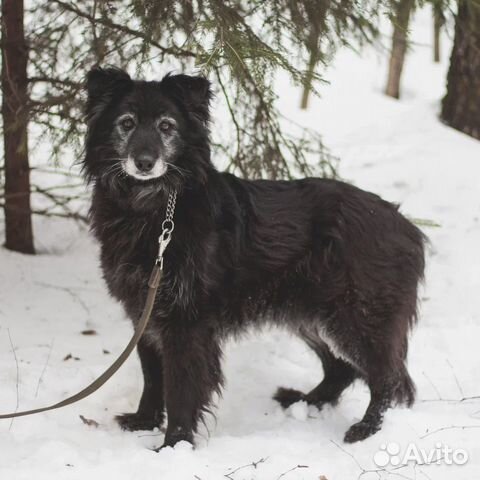 Пума всё еще в приюте