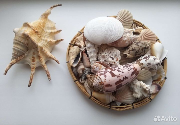 Набор ракушек раковины морские натуральные