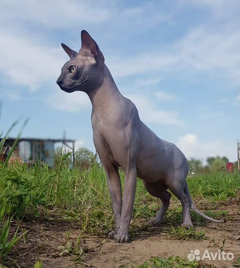 Канадский красавец-сфинкс. Вязка