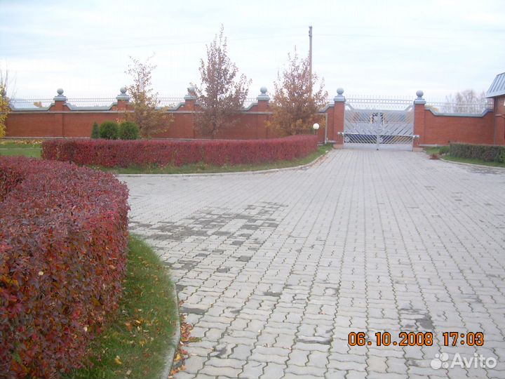 Кизильник блестящий