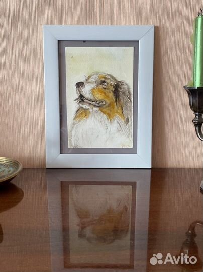 Акварель, миниатюра « Аусси»