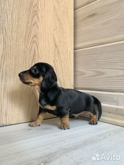 Карликовая такса щенок