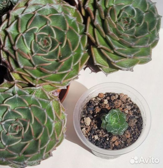 Суккуленты Граптопеталум Беллум