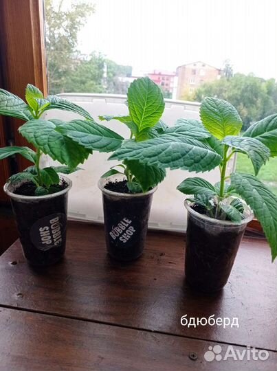 Гортензия крупнолистная