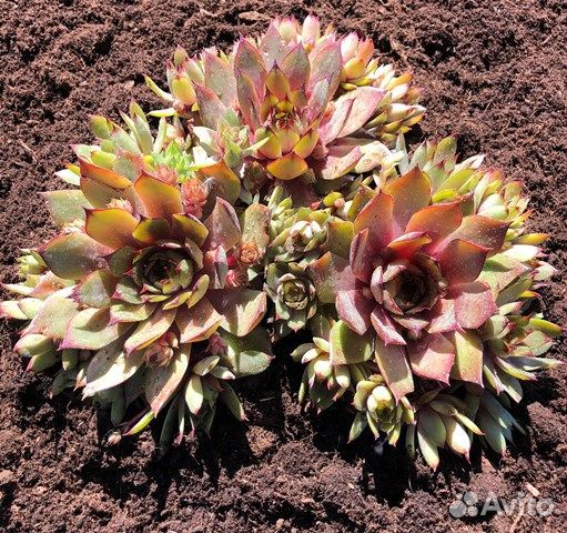 Молодило гибридное Patton Саженцы, Рассада, Саженц