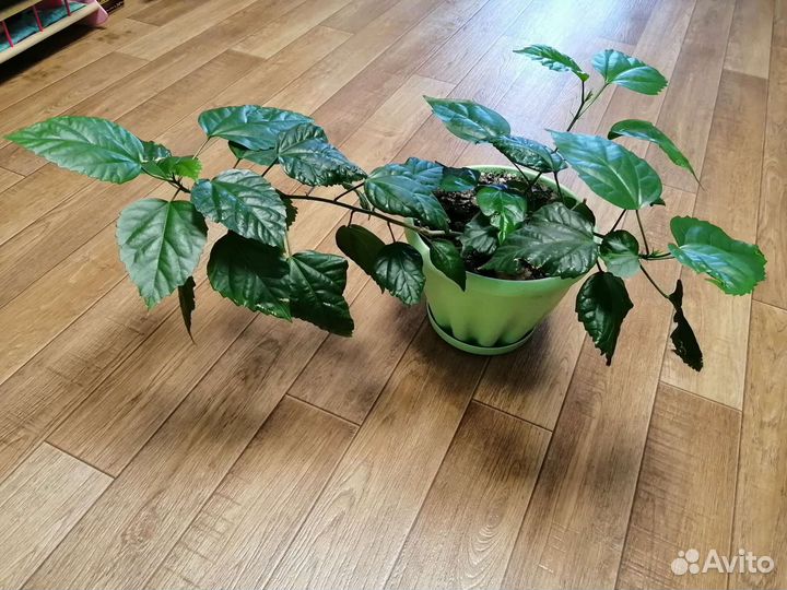 Гибискус (китайская роза)