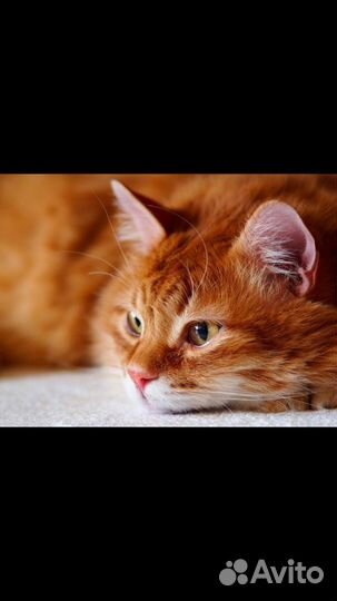 Рыжее счастье кот