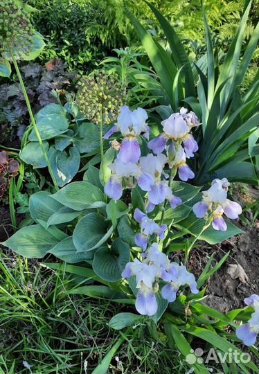 Цветы ирисы