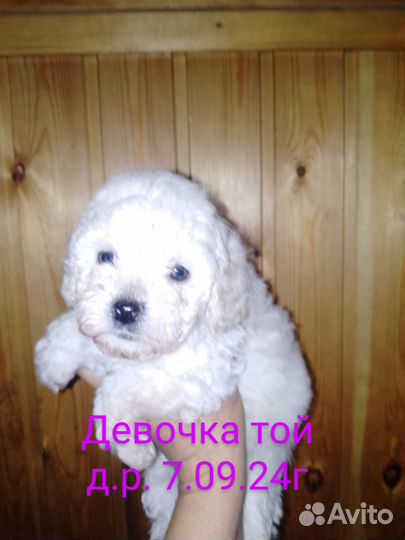 Щенки пуделя