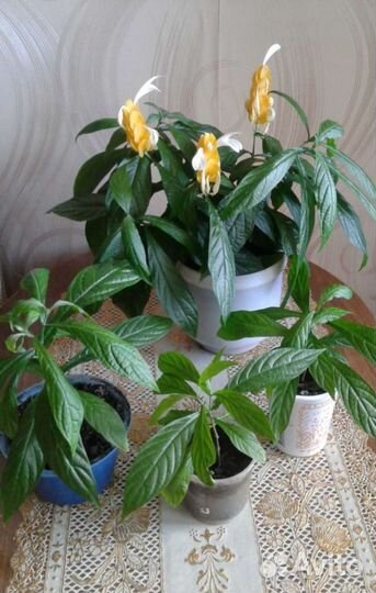 Пахистахис