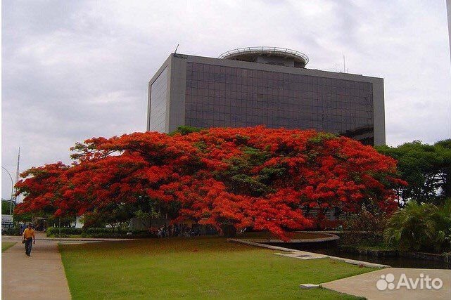 Делоникс королевский красный и желтый, семена