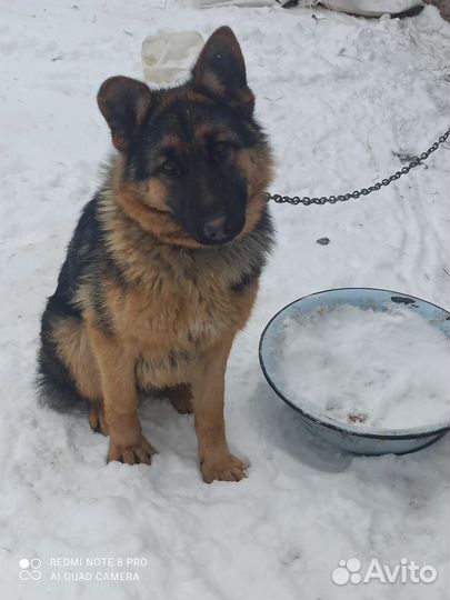 Немецкая овчарка