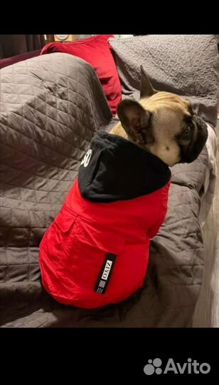 Одежда для собак