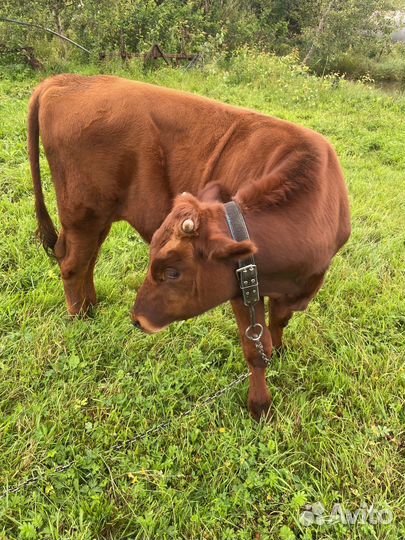 Продам бычка