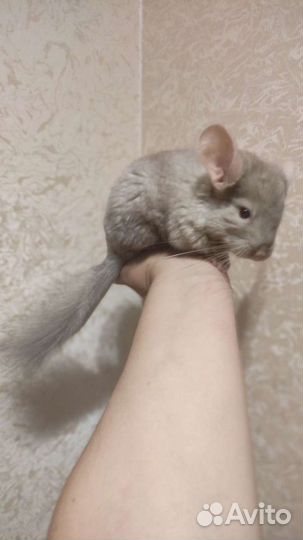 Шиншилла девочка
