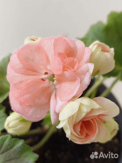 Пеларгония сортовая