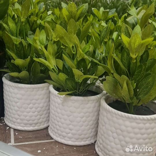 Озеленение искусственное и комнатное