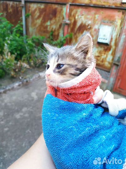 Котёнок в самые добрые руки