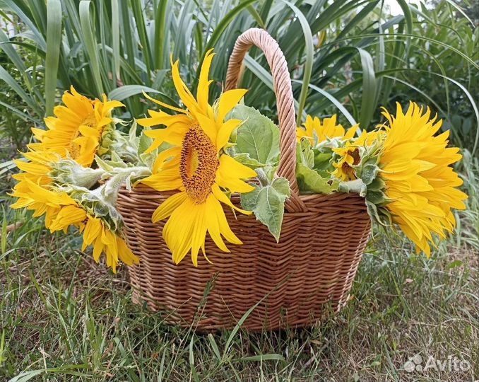 Корзины плетёные из эколозы