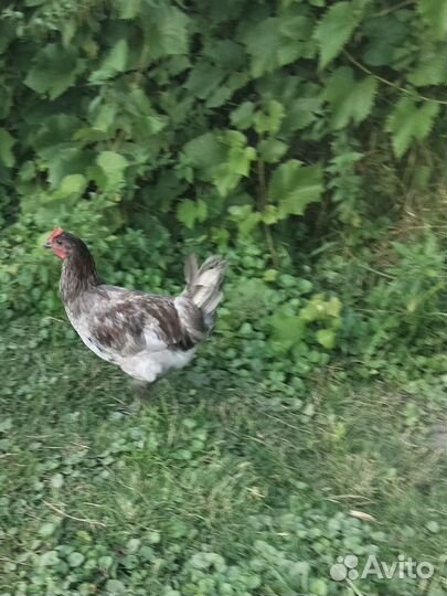 Продаются петушки. Родились в начале апреля