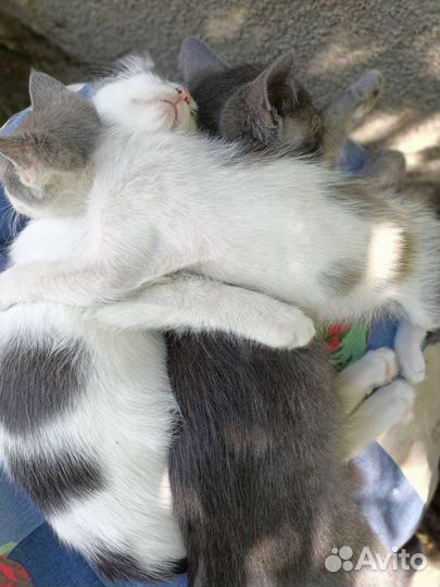 Котята в добрые руки бесплатно